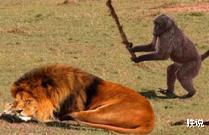 「毒液」新生代生物图鉴：哺乳动物顽强对抗恐龙后代，人类先祖出现