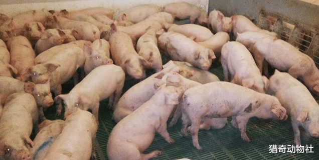 牛肉|中国人为什么主要吃猪肉？美国和欧洲人真的主要吃牛肉吗？