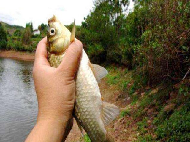 @老钓友一直用蓝鲫，并不全是因为它钓效好，而是这些因素