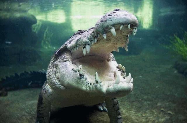 非洲:世界动物之最-高清版(2)