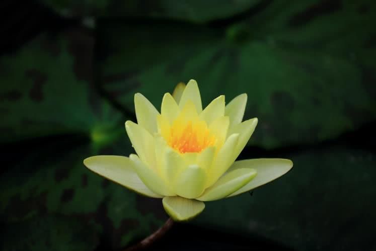 生肖|9月开始运势上升,偏财连发,事业一路畅通,日子红火的四大生肖