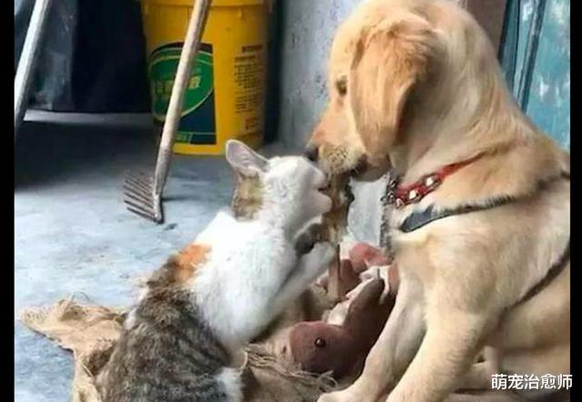 主人以为猫咪在亲金毛，结果却发现它是在吃狗嘴边的肉，太馋了！