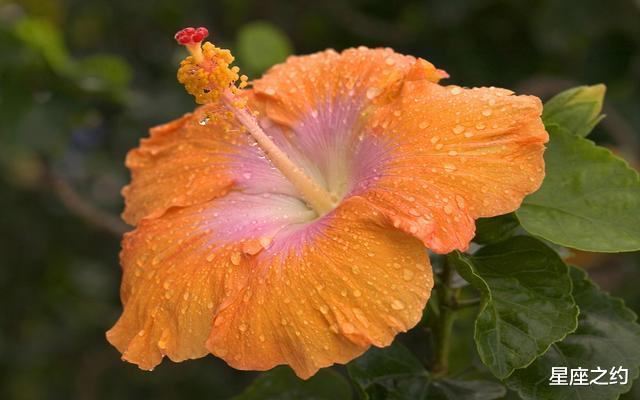 「生肖」从6月份开始，念念不忘，坠入爱河，重修旧好的三大星座