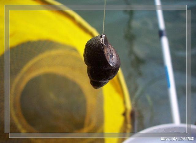 钓鱼|蚯蚓一直在泥土中，都没和鱼见过面，为什么水的中鱼却喜欢吃？