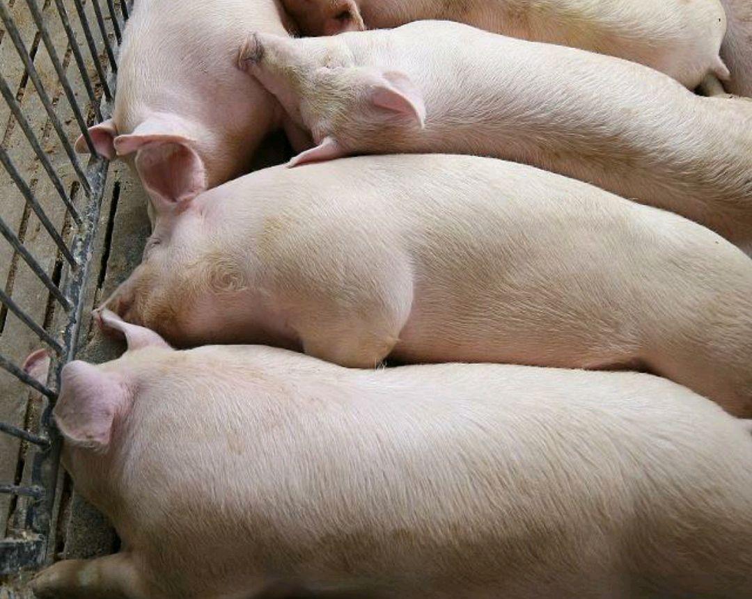 生猪价格▲现在猪价这么高，现在开始养母猪自繁自养，能不能赚到钱？