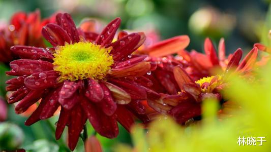 属鼠|10月3号开始，财运大爆发，横财发不停，三番五次中大奖的生肖