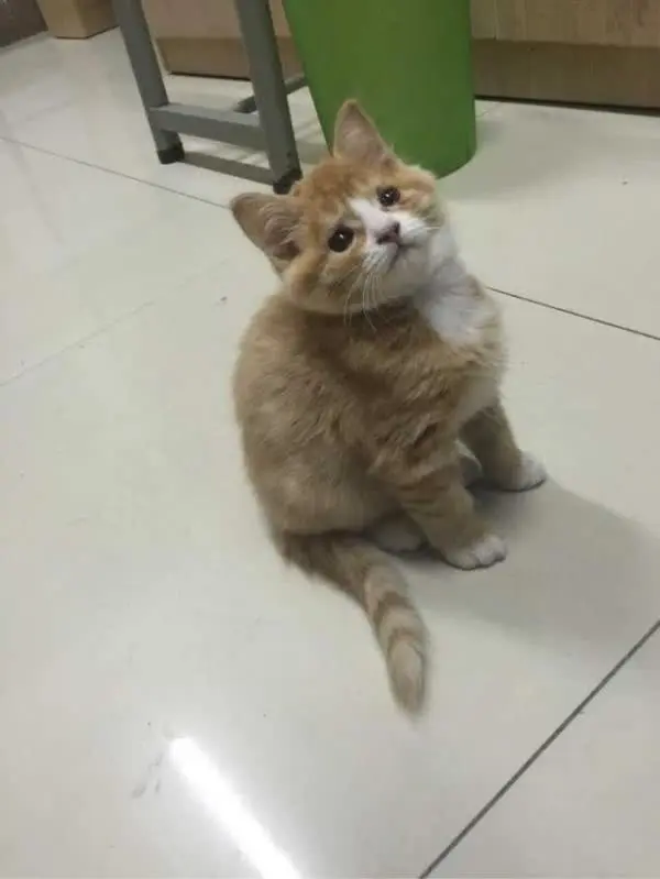 他们把垂死小奶猫偷渡进宿舍照顾，现在幸福肥成标准胖橘猫！
