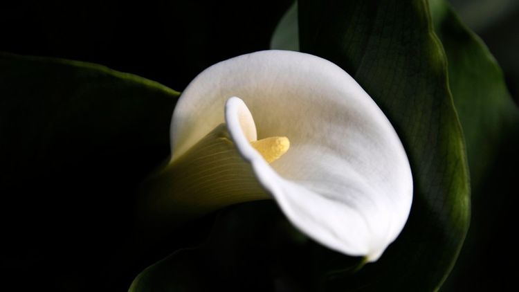 摩羯座|9月1号，红娘抛红线，桃花相助，收获真爱永结同心的4大星座