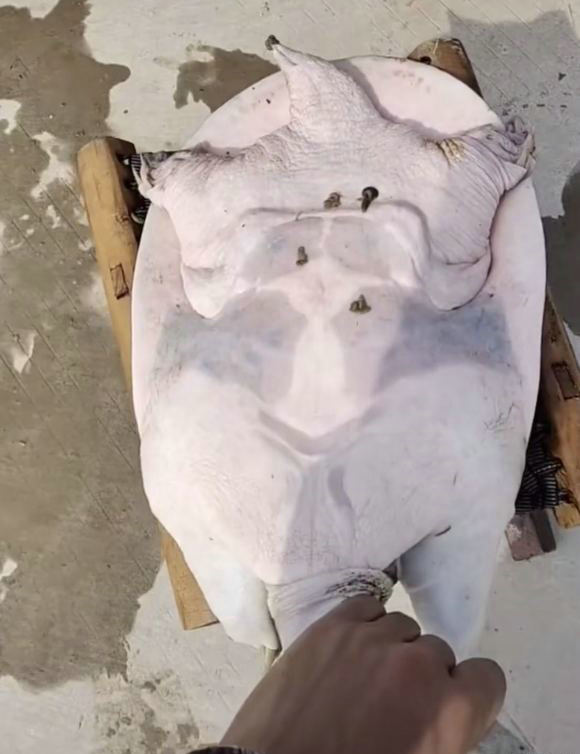 千岛湖|千岛湖“二十斤大鳖”爬上岸，被岸边钓鱼人捕获，是保护动物？