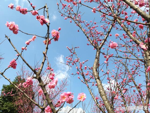 「留学生」没有这次疫情, 我们可能不会知道仅英国就有1.5万的小学留学生