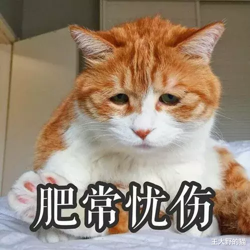 干货：猫咪不慎受伤，铲屎官们如何第一时间正确有效处理？