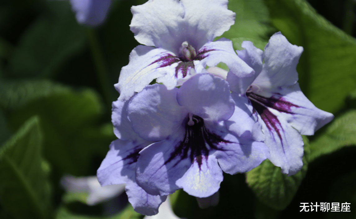 |职场中会得到贵人扶持的4个星座，看似步步高升，实则付出努力