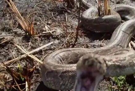 蟒蛇▲因为一条受伤的大蟒蛇,发现了越南女兵的藏身处,并成功俘虏