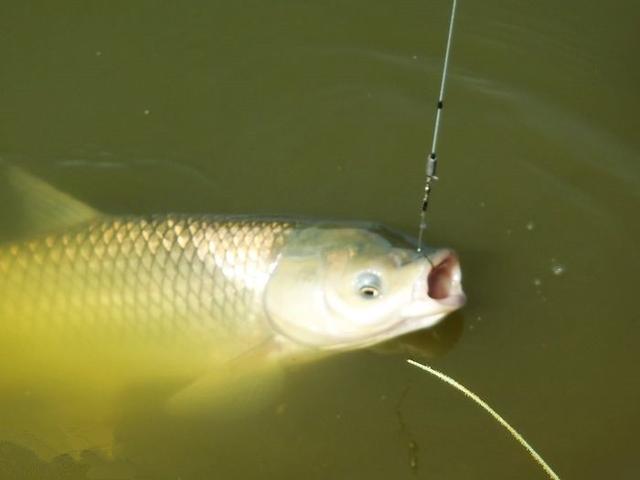 |钓鱼人常说的“退水鱼”,真的不好钓吗?来看老钓友是如何应对的