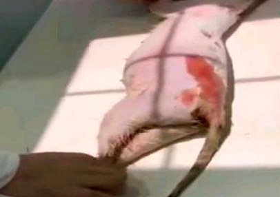 云在线中心|山西男子开水烫伤怀孕猫咪，腹中四只幼崽尽数死亡，已被开除