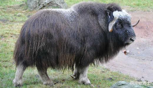 大象|自然界的绿巨人：世界上力量最强的10种动物