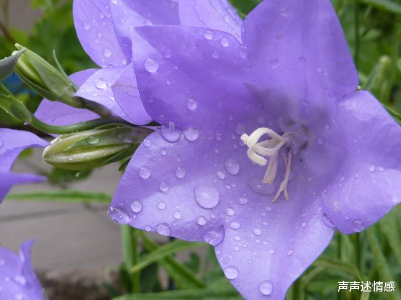 「生肖」7月末，岁月回头，再见旧爱，4大生肖难控情缘，回眸相望