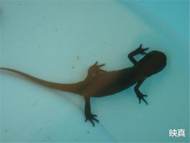 映真|我国的\＂保护动物\＂，为何在湖南成了下酒菜？当地人：合法的