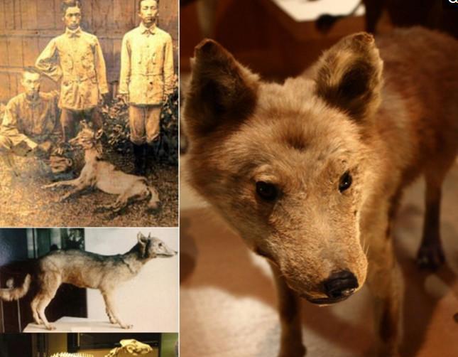 南极|全球已灭绝的十种狼