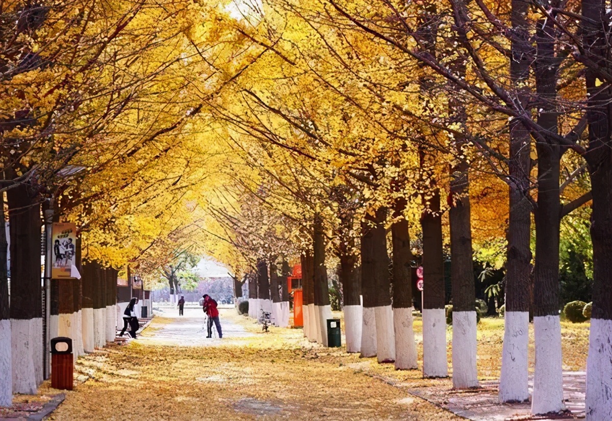 银杏树|全国银杏观赏地图，挑上一个地方去观赏银杏，也不枉过这个秋天