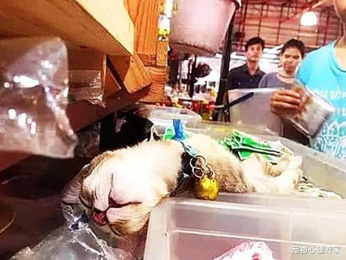老板临时有事让猫咪看店，过了几分钟回来后：你这败家玩意呀