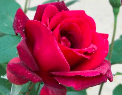 属牛|40岁以后最迷人的3生肖女，年龄越大气质越好，桃花不断