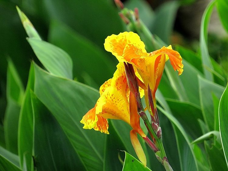 生肖|一周后，爱是修行，共进退，经营爱情，共度余生，真爱不散的生肖