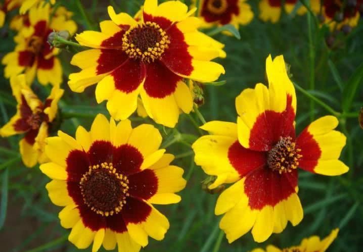 运势|8月中旬开始事业顺风顺水,运势百倍涨,福气满堂彩的四大生肖