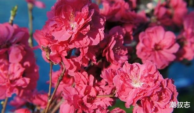 『生肖』6月30号，亨通大吉，凡事顺意，3生肖日子迎接喜气，上上吉