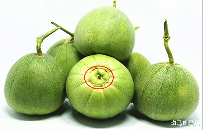 「」买甜瓜时，无论个头大小，只要瓜脐长“这样的”，味道都香甜多汁
