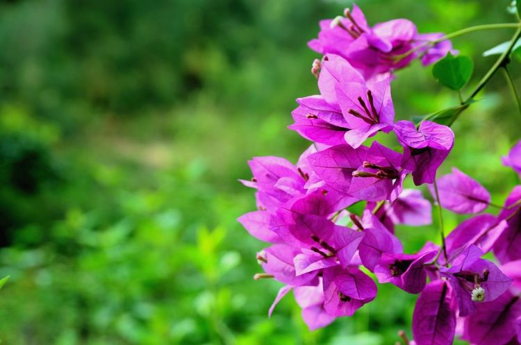 生肖|9月10左右，逢人大发，被好运缠上，努力终有回报的四大生肖