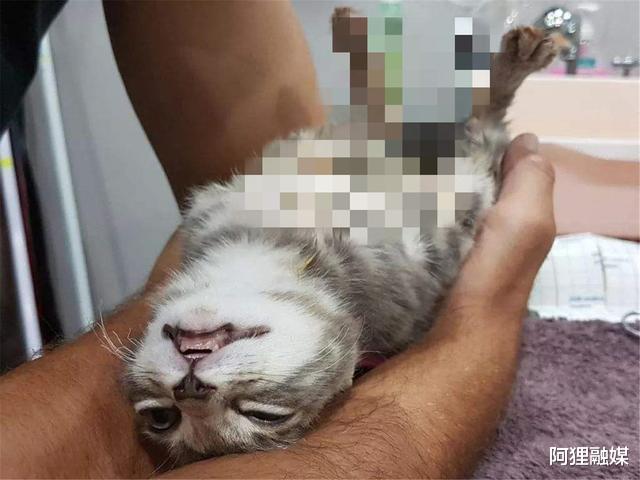 阿狸融媒 虐猫视频1分钟1块钱，大咖年入十多万，网民：她们更想虐的是人