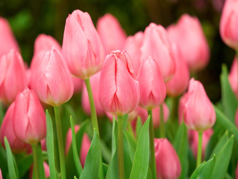 『』生肖羊：5月中旬，千万不要做的5件事，一个都别碰！