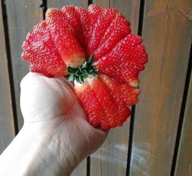 【太空】一生都难得一见的奇葩植物，仿佛来自外太空