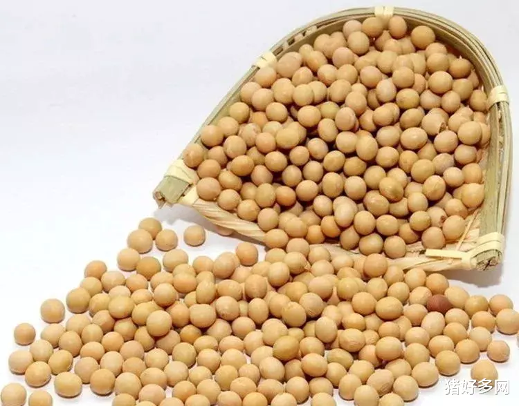 10月29日飼料原料：官方再度回應玉米價格上漲！豆粕提貨面臨考驗-圖5