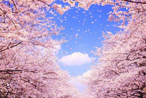 「天蝎座」5月开始，樱花盛开，喜鹊前线，邂逅有缘人成双入对的三星座