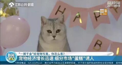 花一千五给宠物猫拍过年写真 饲猫少女：这是养猫“正常开销”