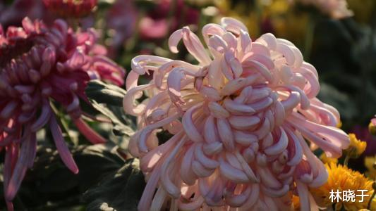 金牛座|10月3号开始，运势上上签，横财大奖接不赢，翻身变富翁的生肖