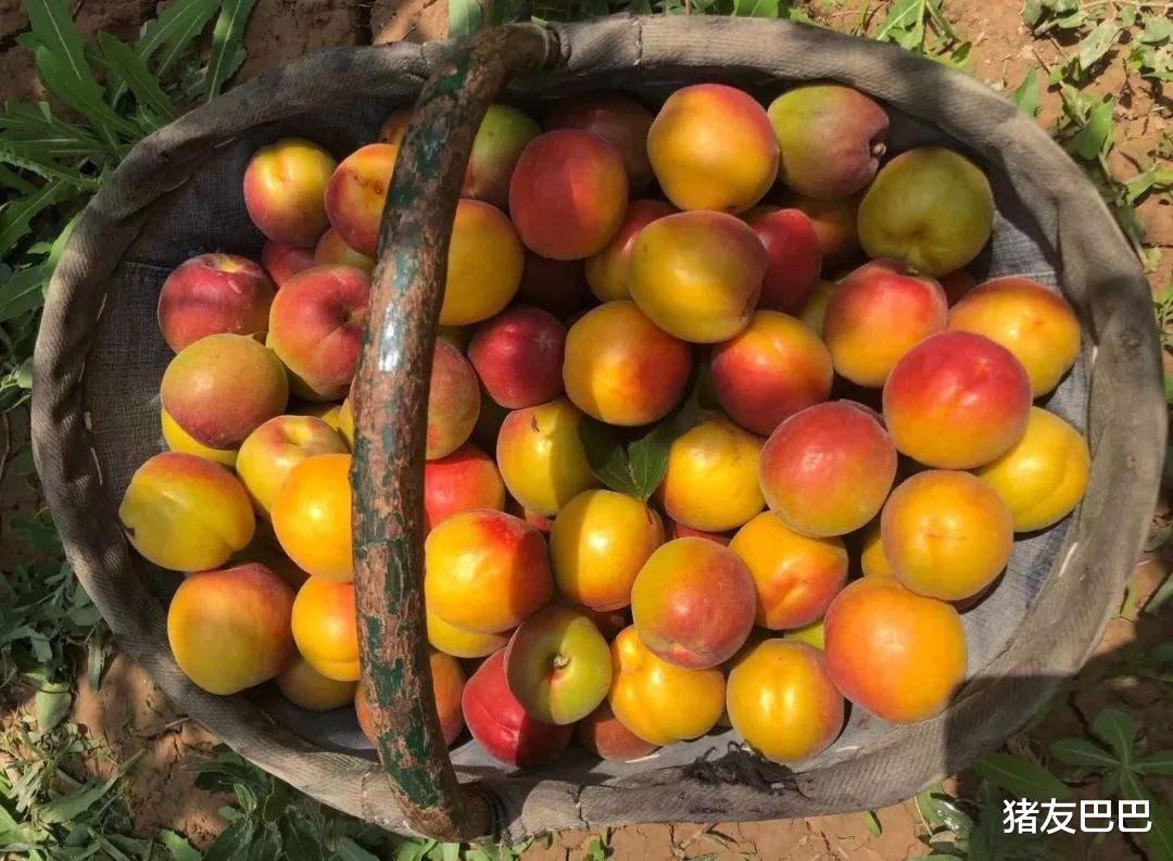 「」樱桃价格“大跳水”后，这1水果也“遇冷”，网友：不敢多吃！