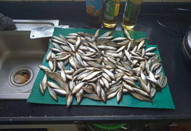 |被称为：新版“四大家鱼”的4种鱼，你认识吗？