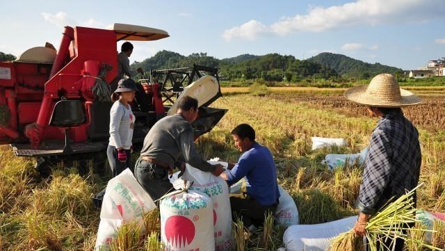 玉米突現“下跌潮”！水稻、小麥價格會受影響嗎？11月6日糧價-圖3