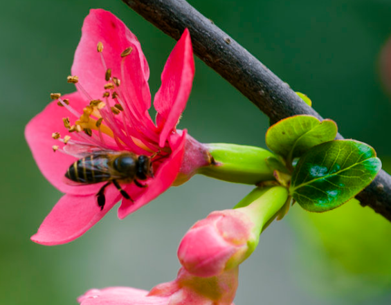 吉星|7月30日开始,4属相吉星降临,桃花上佳,机遇多多,顺风顺水