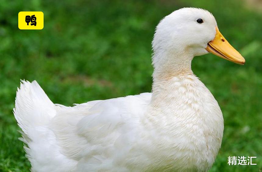 骆驼|看起来几乎完全相同，并被许多人混淆的7对不同的动物