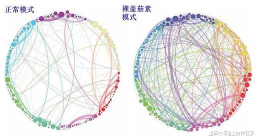 「石器时代」巴拿马猴已经进入石器时代,它们未来发展会威胁到人类吗?