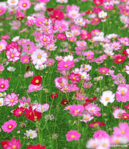 属马|今天开始，4属相转好运，财运大大提升，收入大涨，喜气洋洋