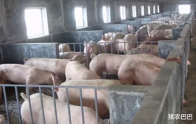 豬價“跌跌不休”，又來3萬噸儲備豬肉，會跌到15元/斤？-圖3