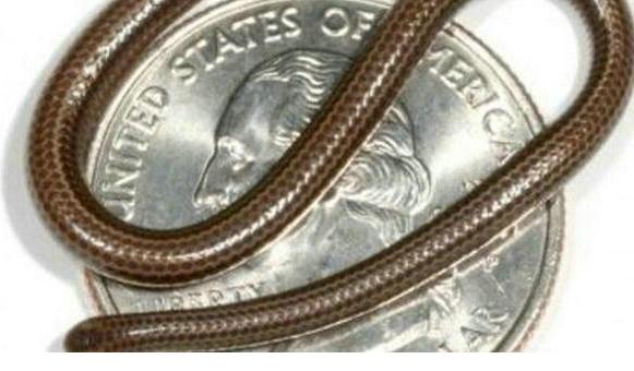 科学家|彩虹蛇五头蛇食蜗牛蛇, 盘点世界上最奇怪的蛇排行榜