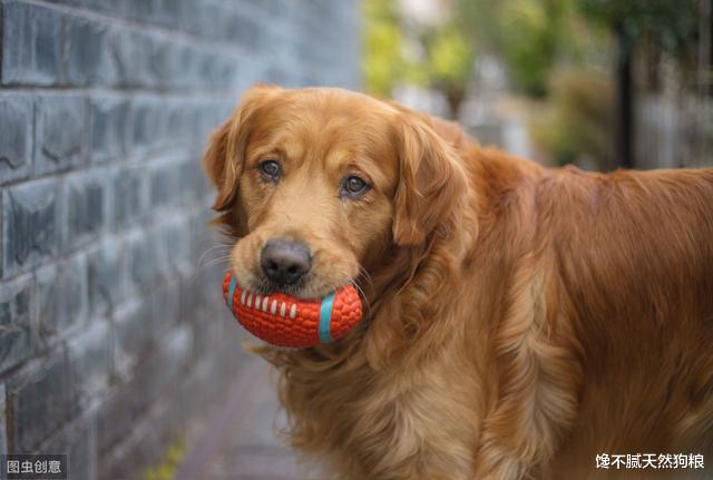 宠主请留心：金毛体味很大，都是这6个原因“导致”