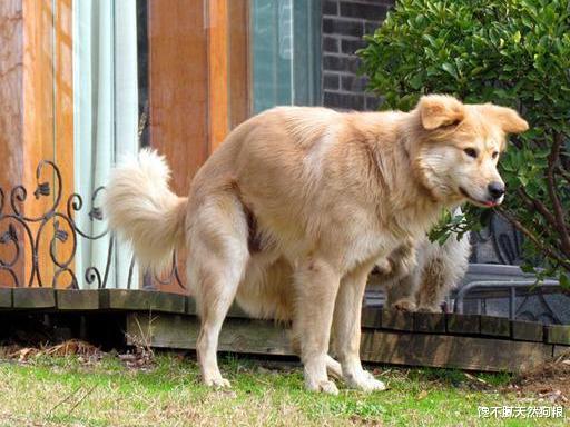 狗狗有这6种行为，是在向你“喊救命”，宠主不要忽略了