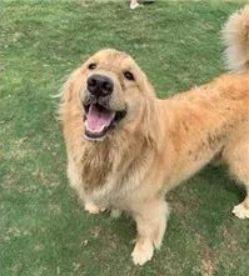 胆小狗！偶遇街头艺人被吓到连连倒退……